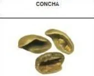 Grano con forma de concha (shell)