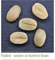 Grano decolorado - ámbar o amantequillado