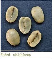 Grano decolorado - envejecido (oldish)