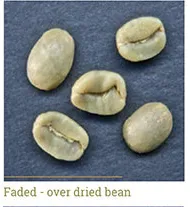 Grano decolorado - sobre-secado (over dried)