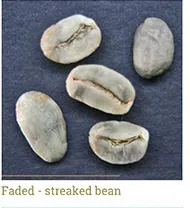 Grano decolorado - rayado (streaked)