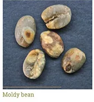 Grano mohoso