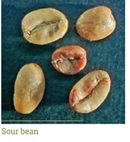 Grano agrio comparado con un grano sano