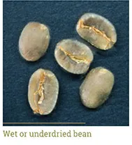 Grano húmedo